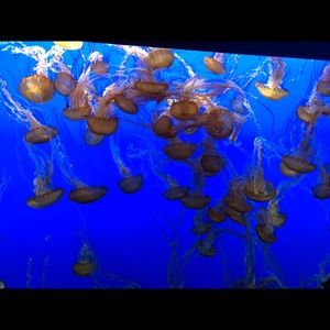 Meet your Posher, Tsung chieh